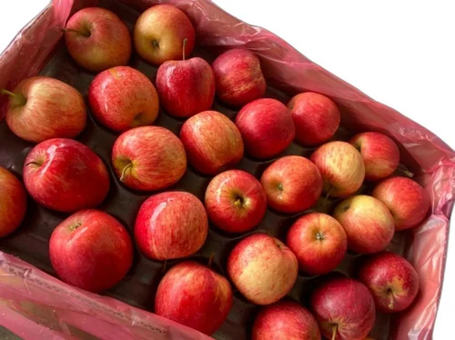 Kashmiri Apple Growers Rush to Market as Prices Surge Ahead of Ramadhan