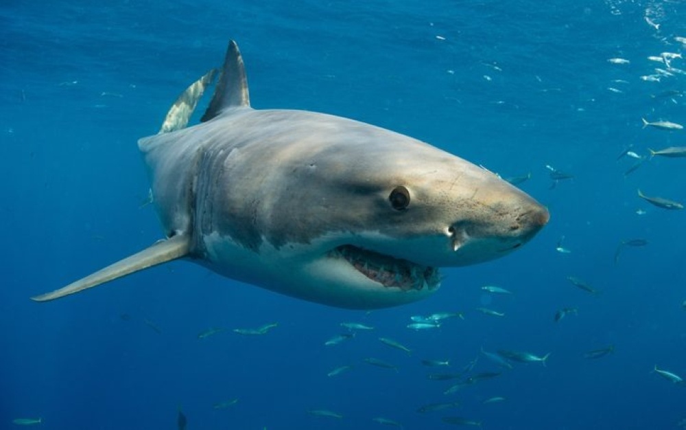 Tragedy Strikes Long Reef Beach: Man Killed in Suspected Shark Attack — First Fatality Since 2022